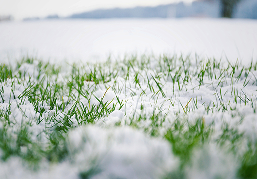 dormant lawn in Boise
