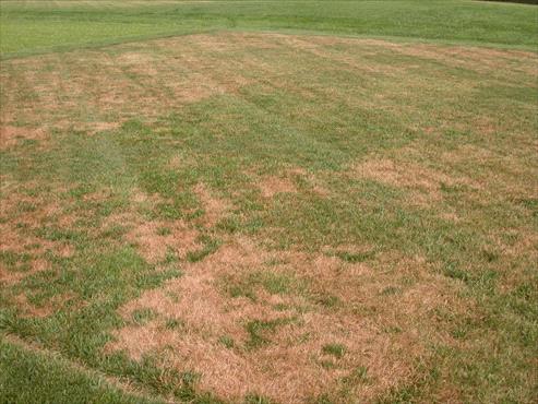 Brown Patch Disease