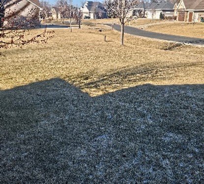 Winter lawn